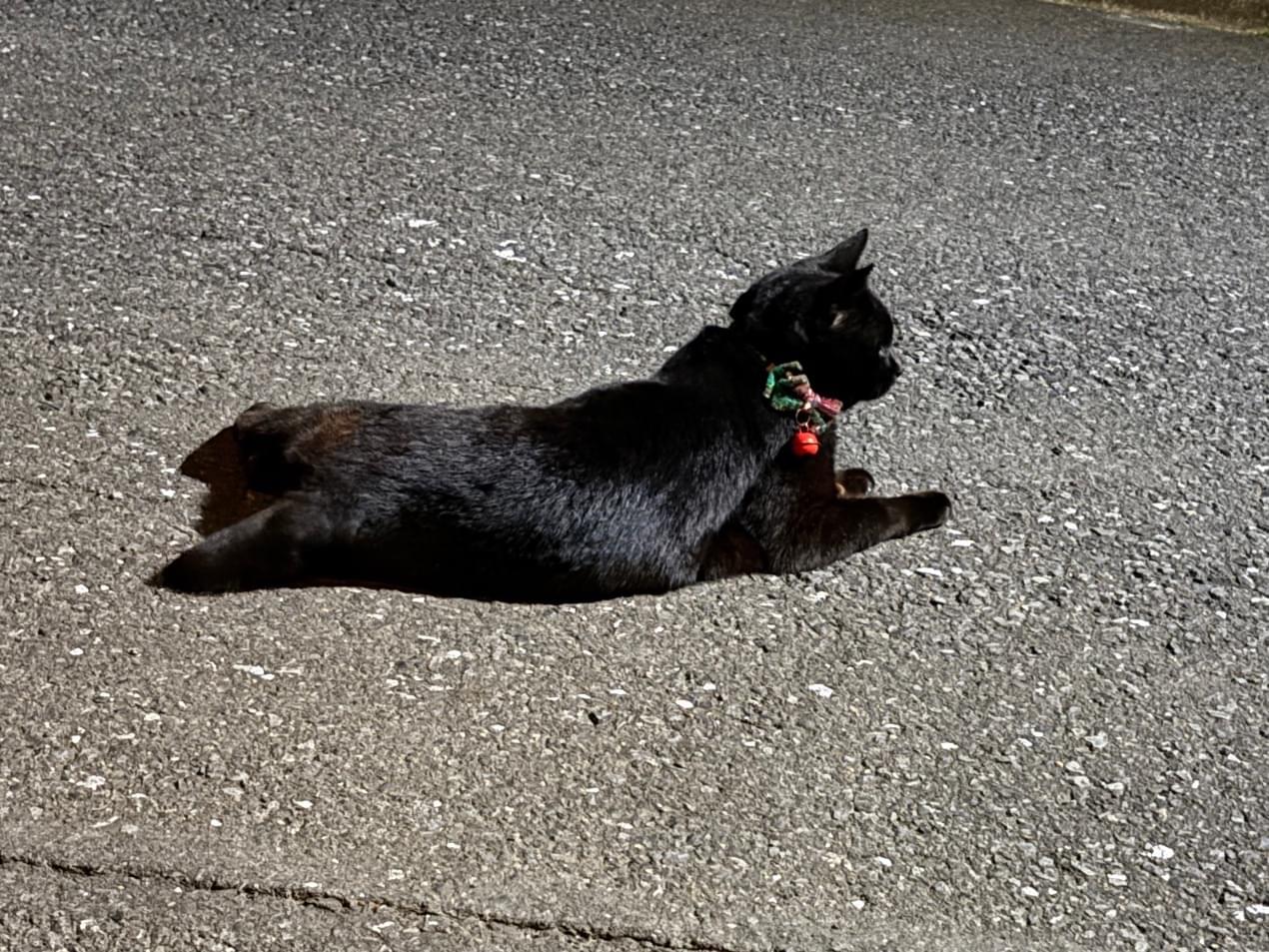 目撃された猫 目撃された猫