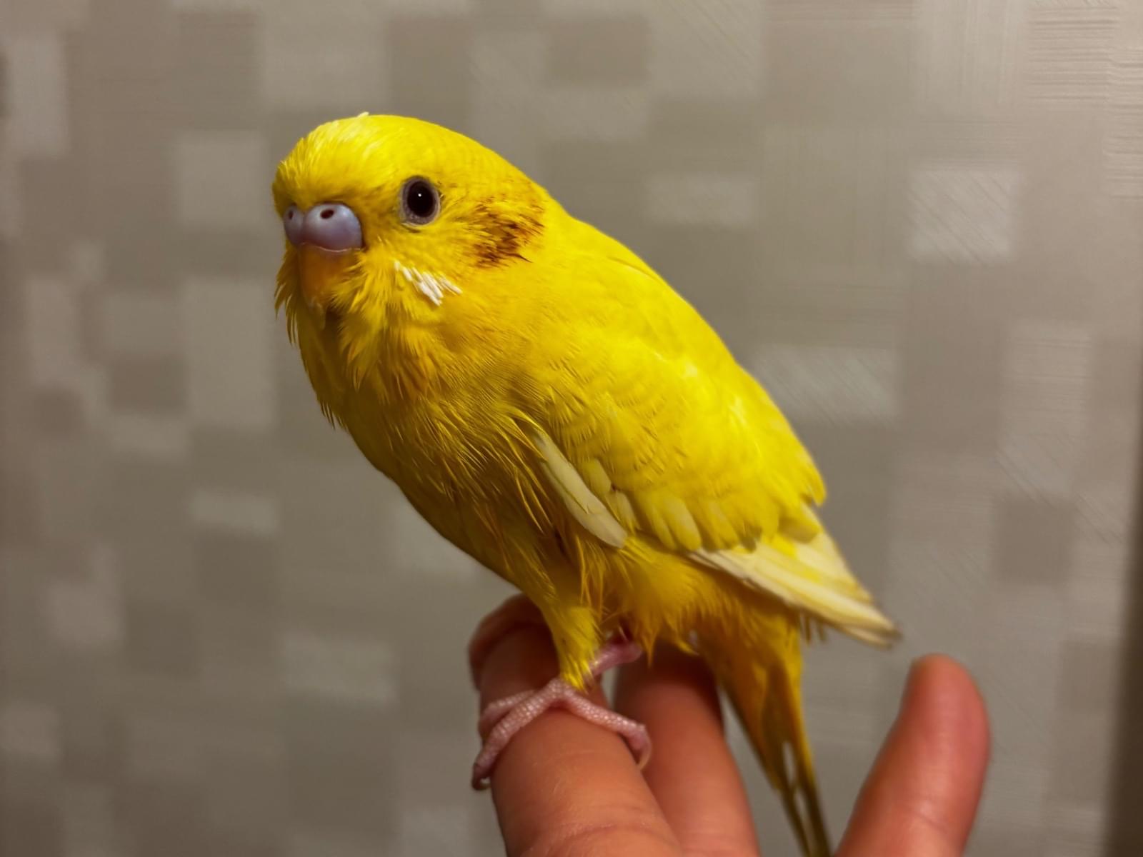 保護された鳥 保護された鳥