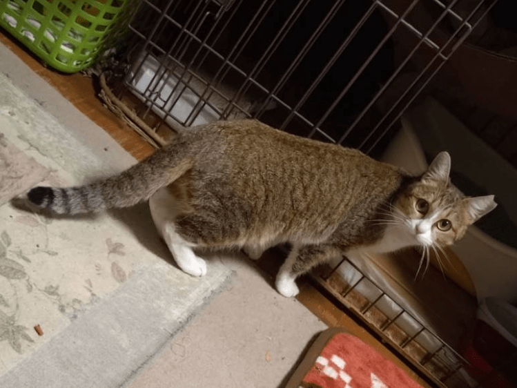 保護された猫 保護された猫