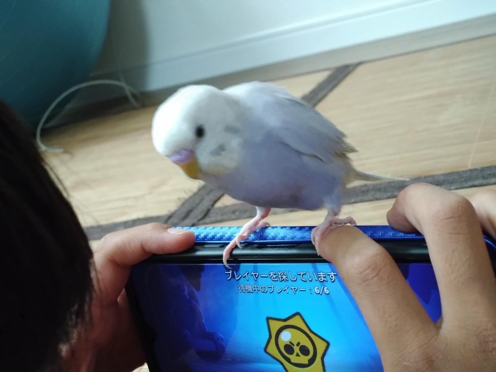 ライくんちゃん ライくんちゃん