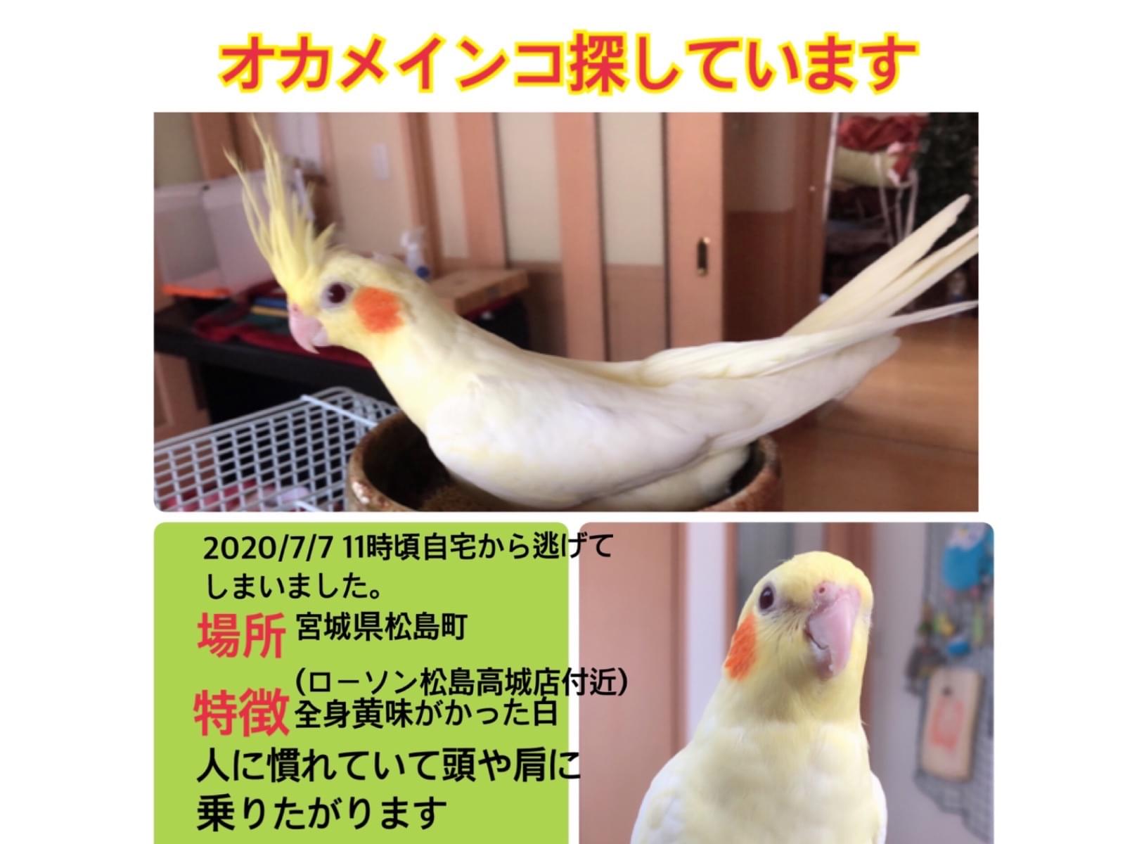 カリメロ orメロちゃん カリメロ orメロちゃん