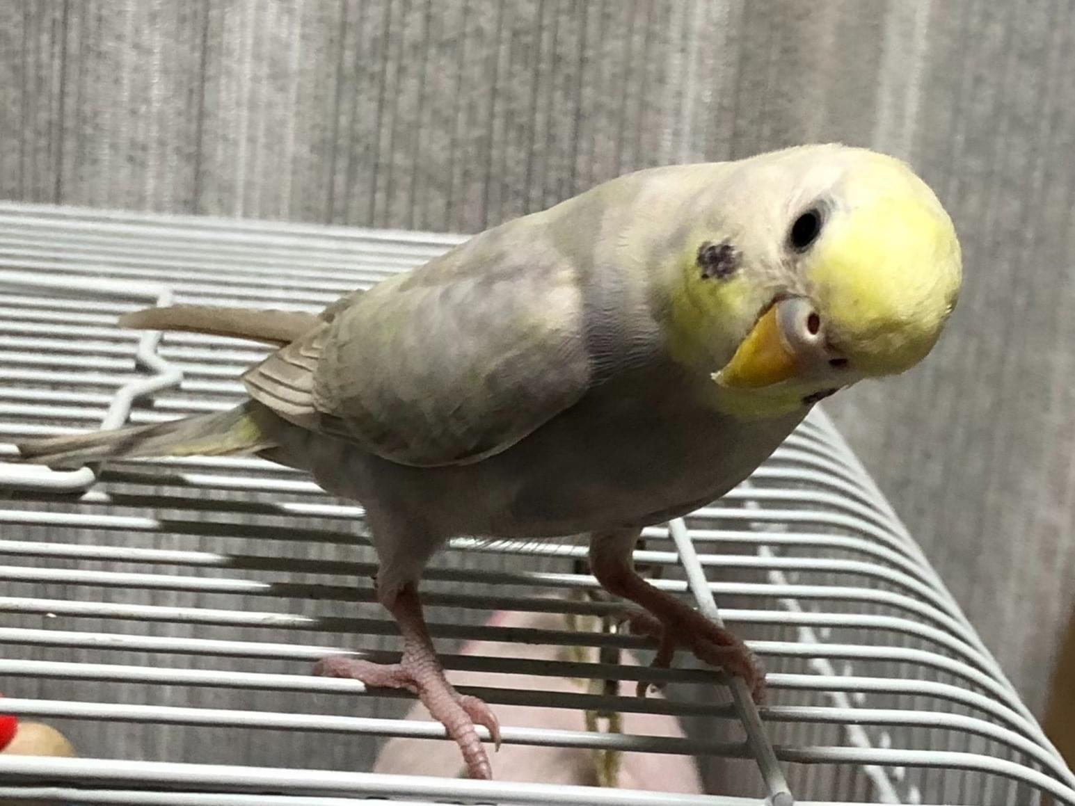 ぴーちゃん ぴーちゃん