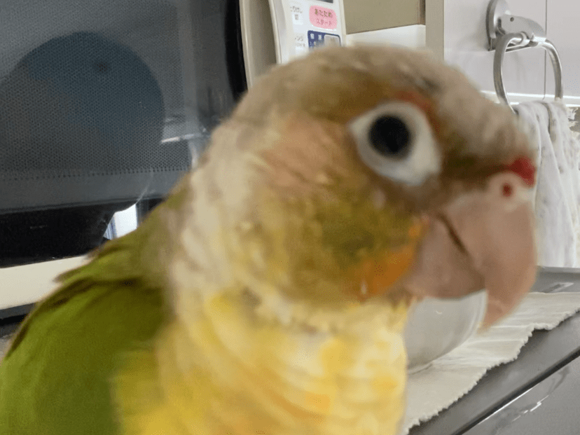 あーちゃん あーちゃん