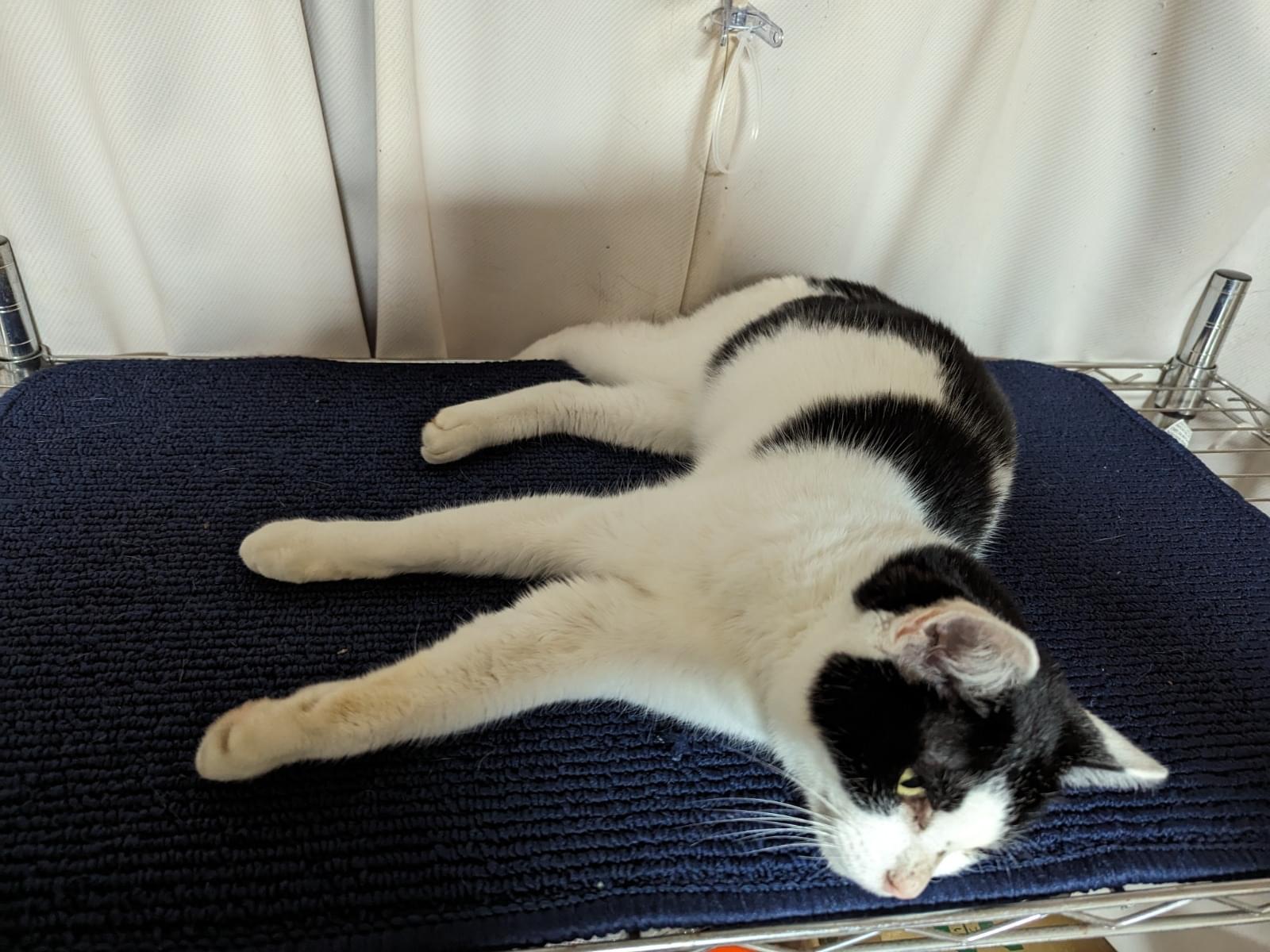 保護された猫 保護された猫