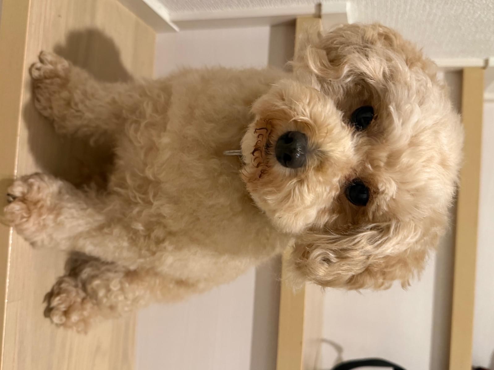 ムイちゃん