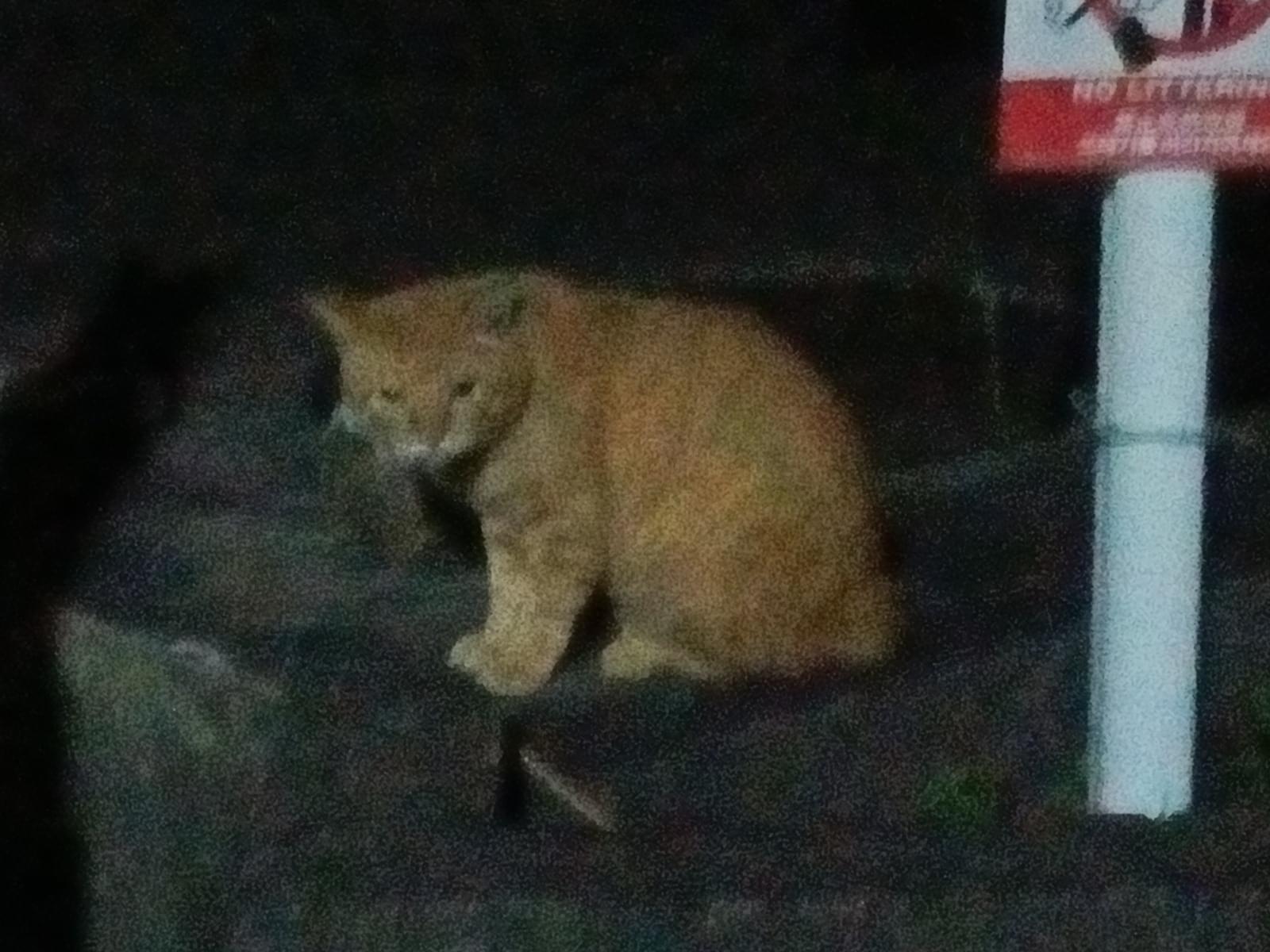 目撃された猫