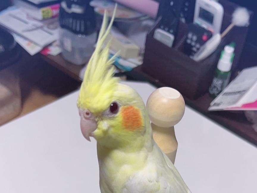 おもちちゃん おもちちゃん