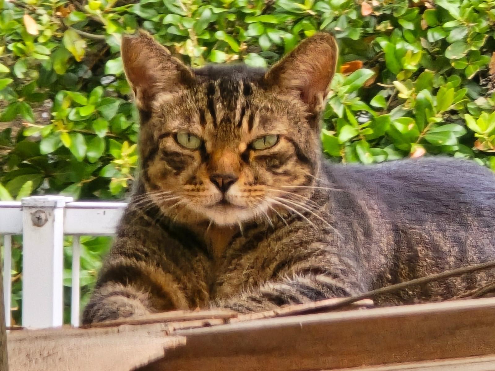 目撃された猫 目撃された猫
