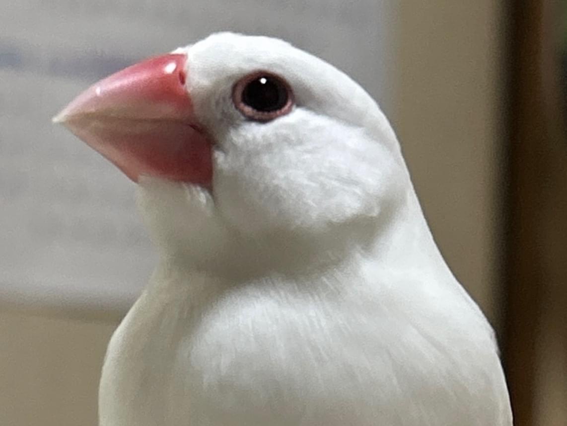 ぴーちゃん ぴーちゃん