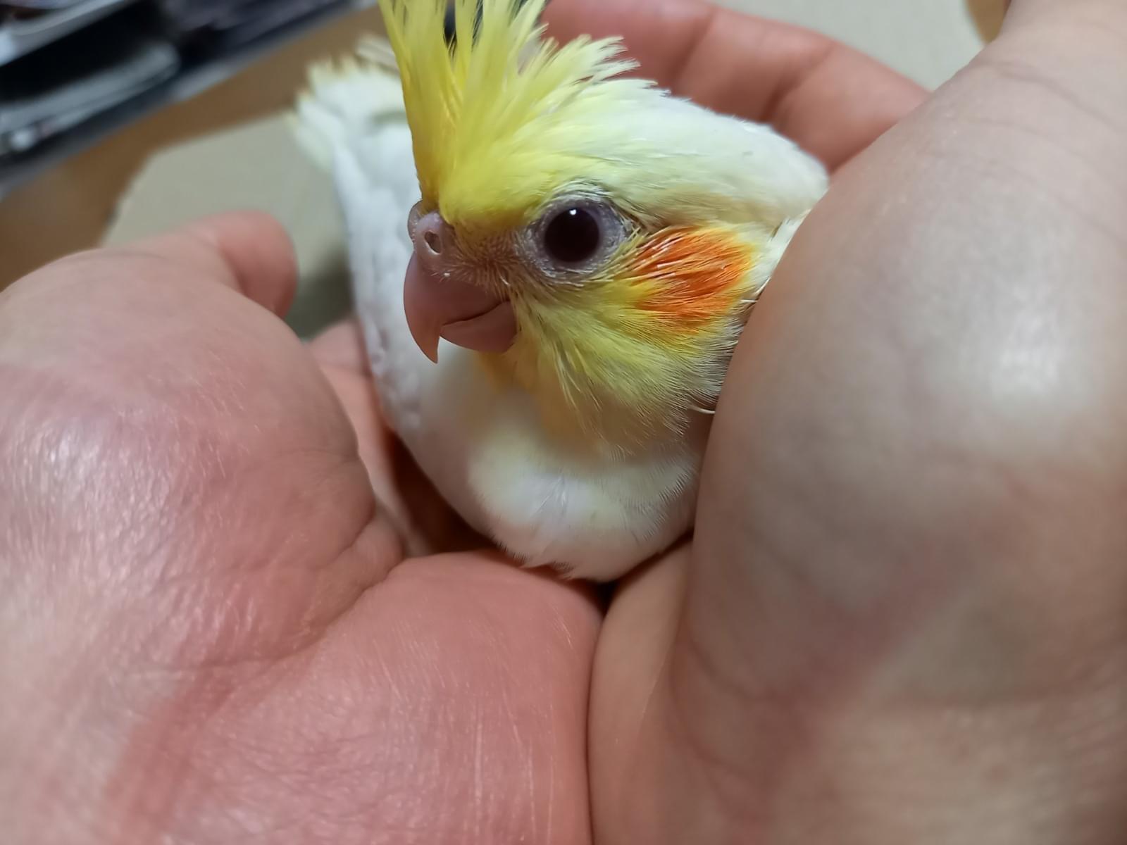 メルちゃん メルちゃん