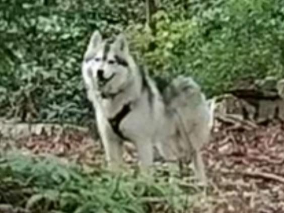 目撃された犬 目撃された犬