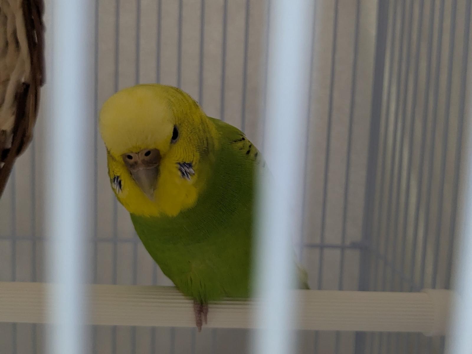保護された鳥 保護された鳥
