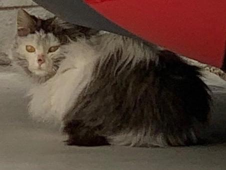 目撃された猫 目撃された猫