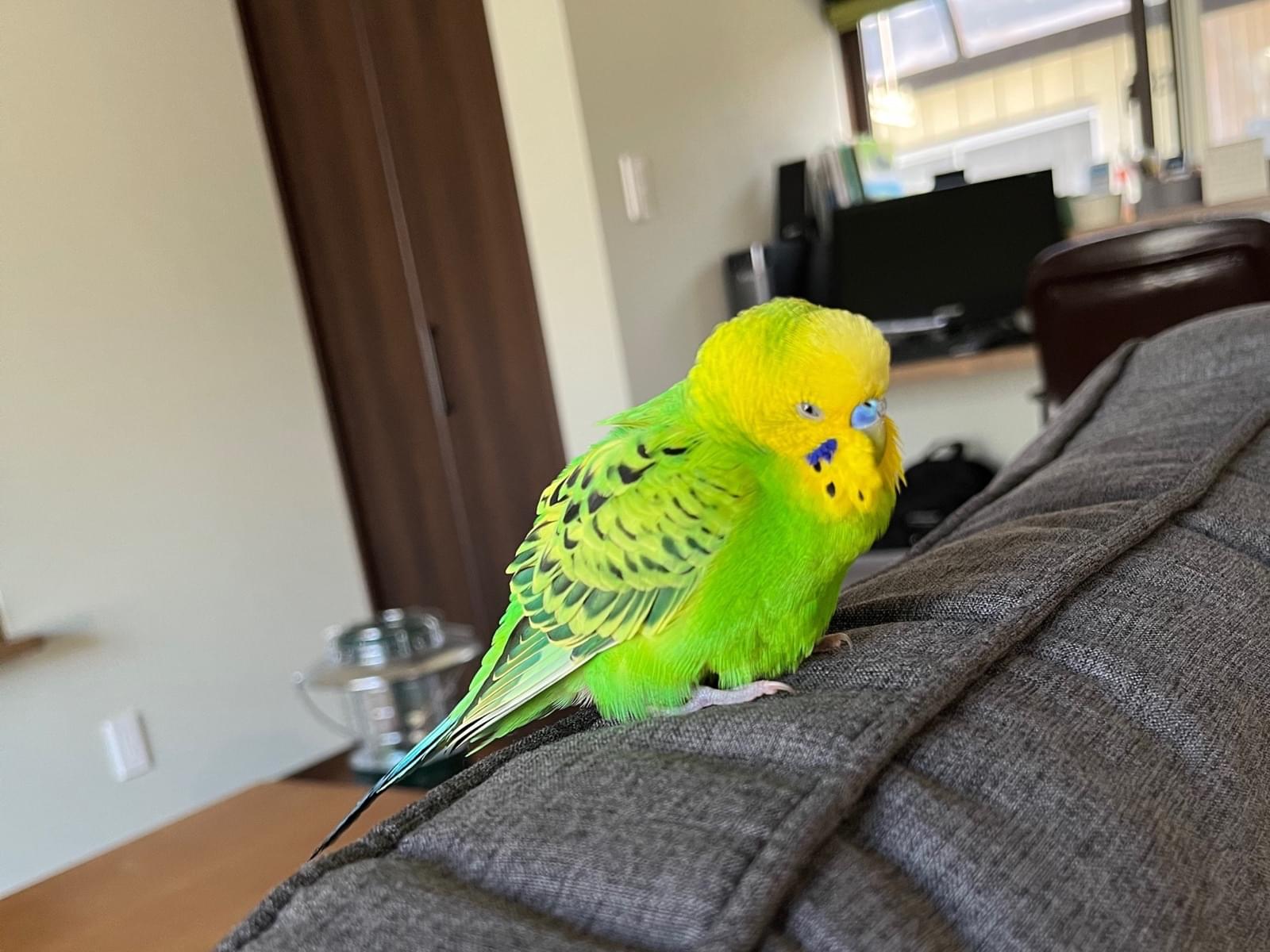 保護された鳥 保護された鳥