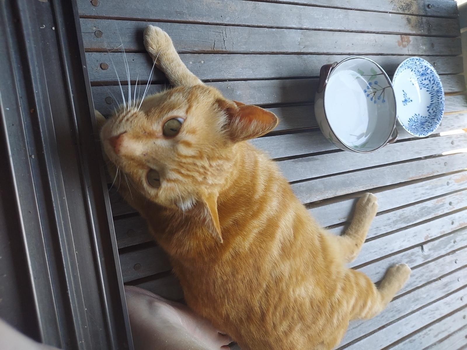 保護された猫