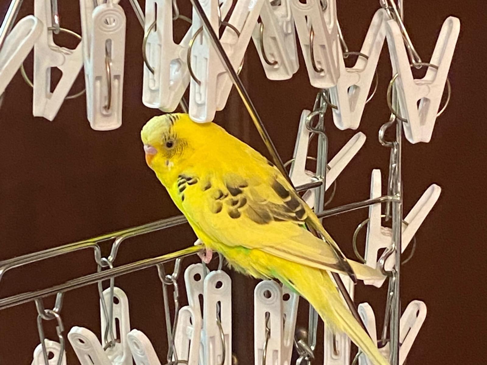 保護された鳥 保護された鳥