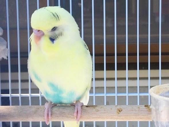 むぎちゃん むぎちゃん