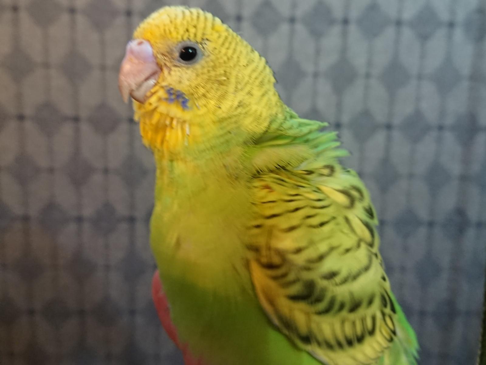 ひわちゃん ひわちゃん