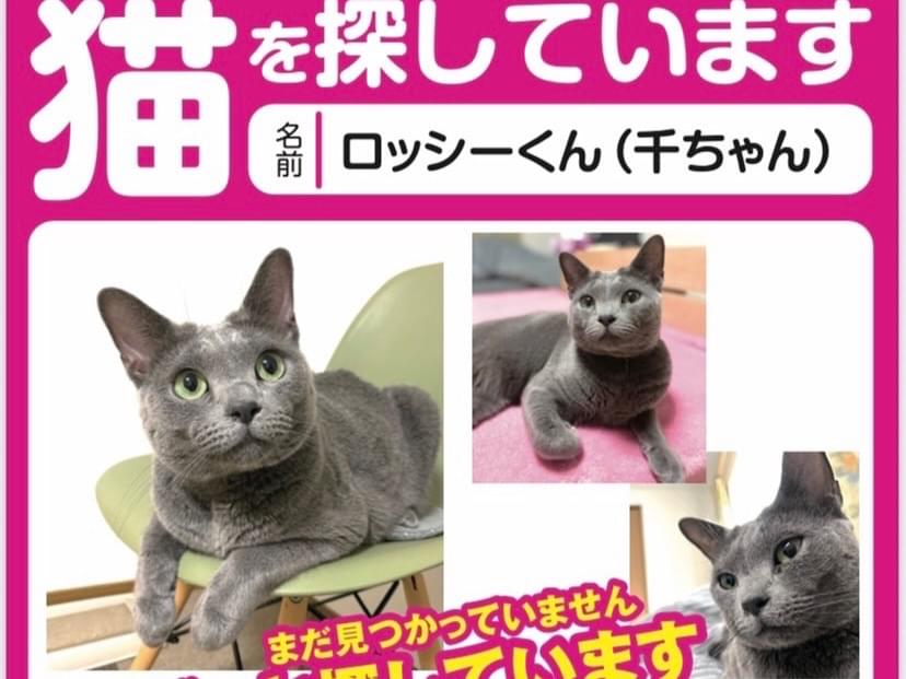 ロッシーちゃん ロッシーちゃん