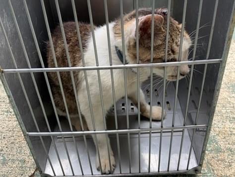 保護された猫 保護された猫