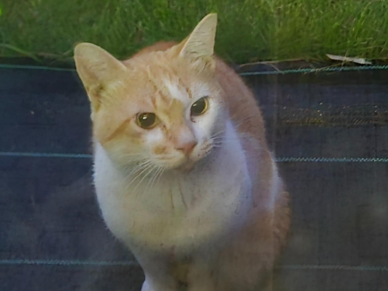 目撃された猫