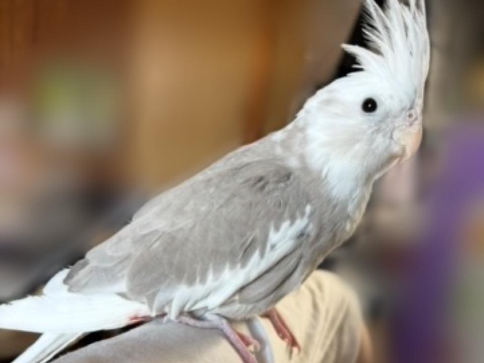 こめちゃん こめちゃん
