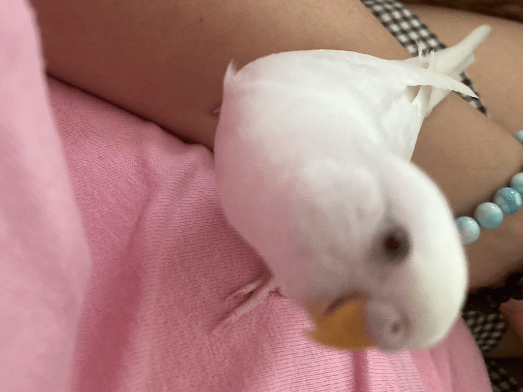 パールちゃん