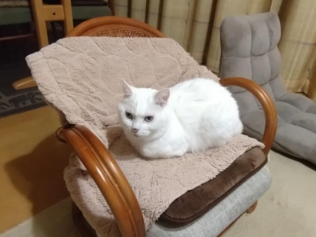タマちゃん タマちゃん