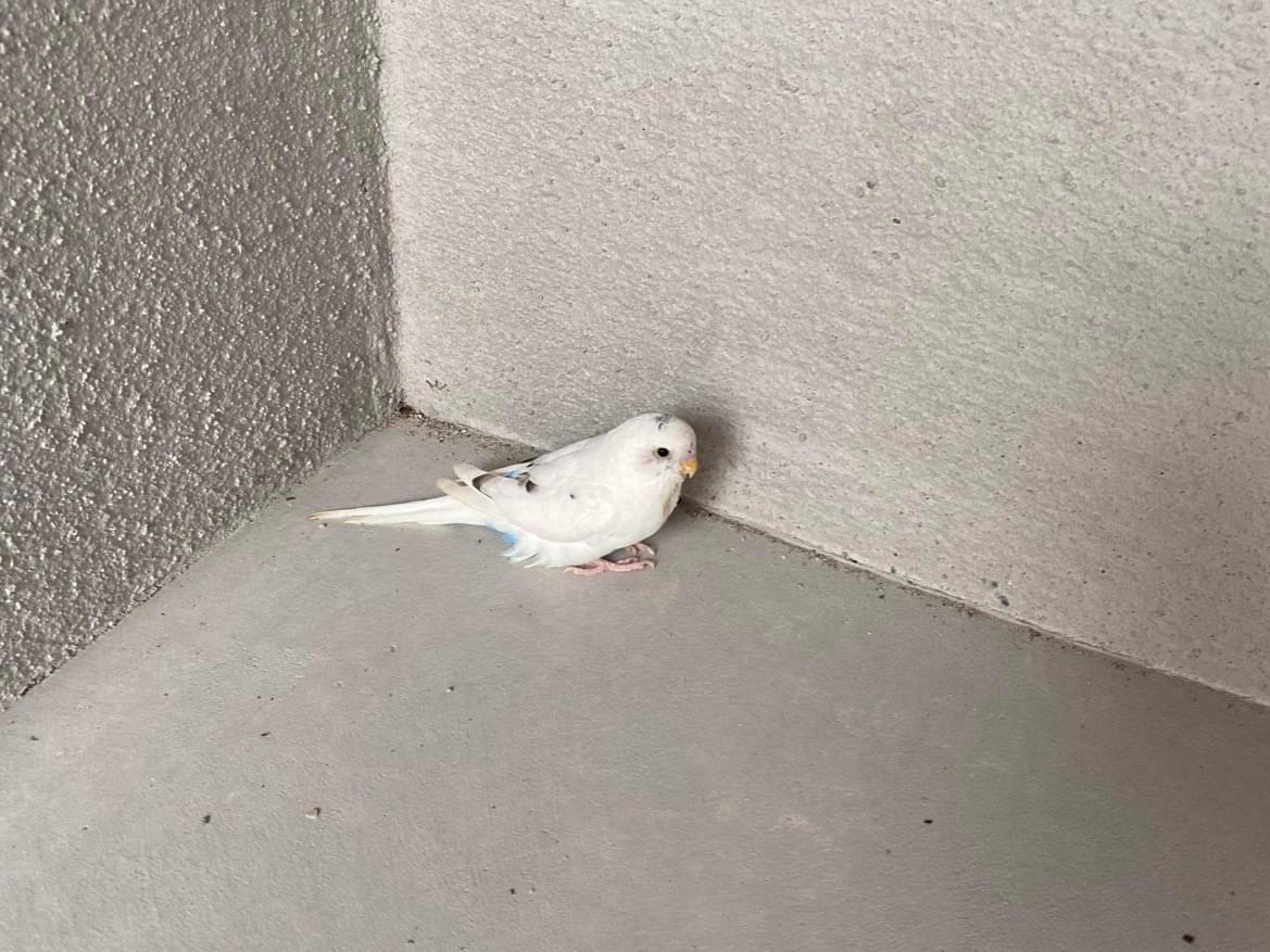 目撃された鳥 目撃された鳥