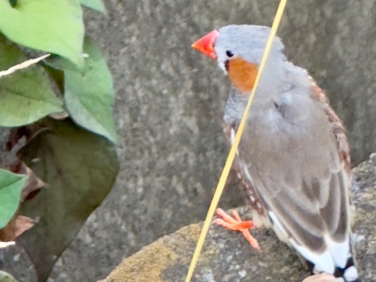 目撃された鳥 目撃された鳥
