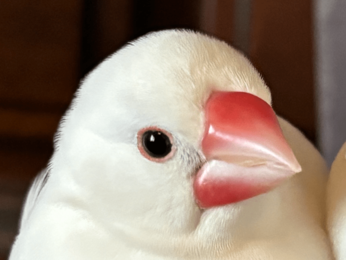 マシューちゃん マシューちゃん