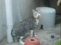 目撃された猫 目撃された猫