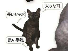 ばばちゃん ばばちゃん