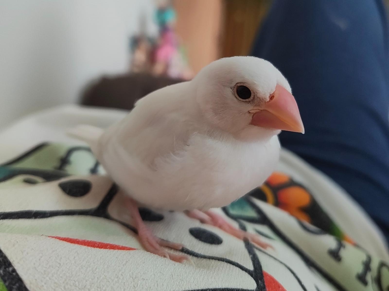 リリィちゃん リリィちゃん
