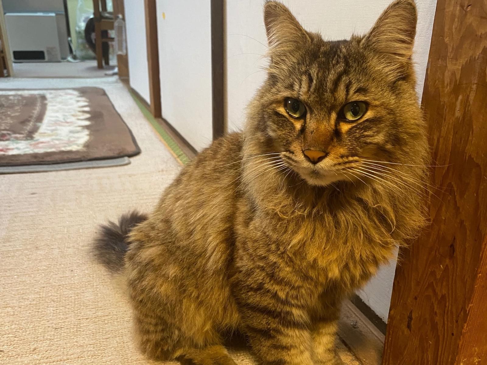 保護された猫 保護された猫