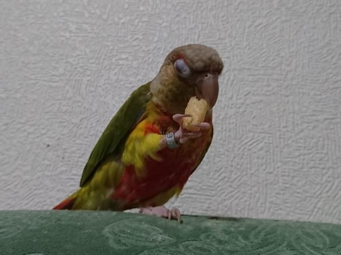 ダリアちゃん ダリアちゃん