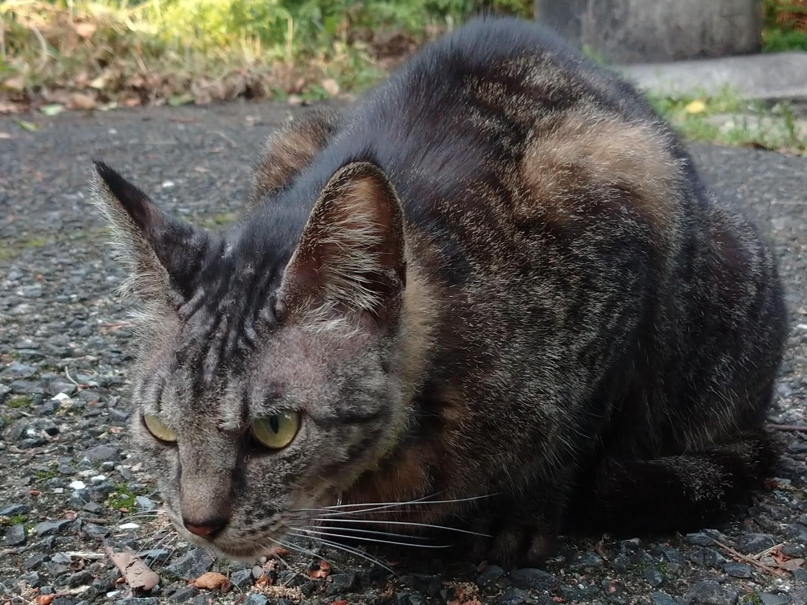 目撃された猫