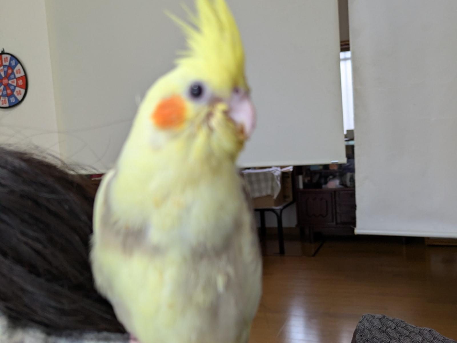 モコちゃん