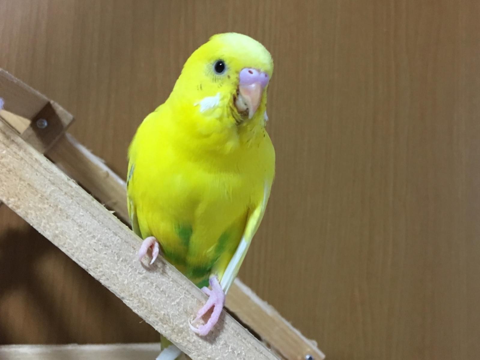 ピーちゃん ピーちゃん