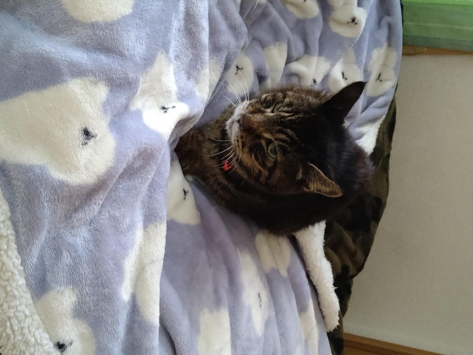 保護された猫 保護された猫