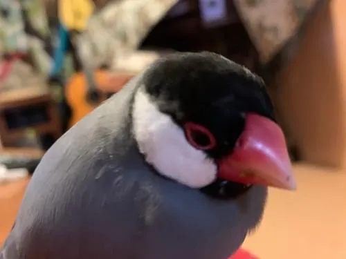 白と黒の顔 体はグレーの文鳥を探しています