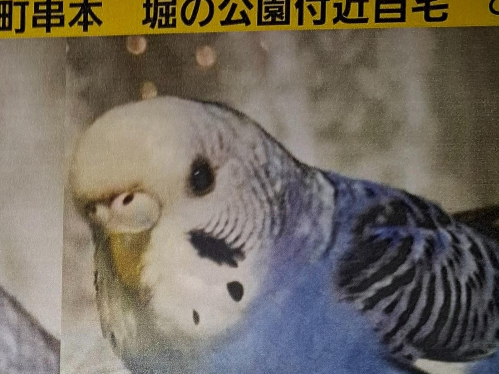 あおちゃん あおちゃん