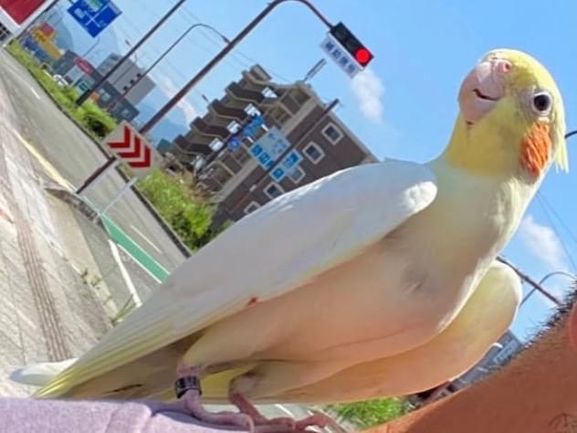 目撃された鳥