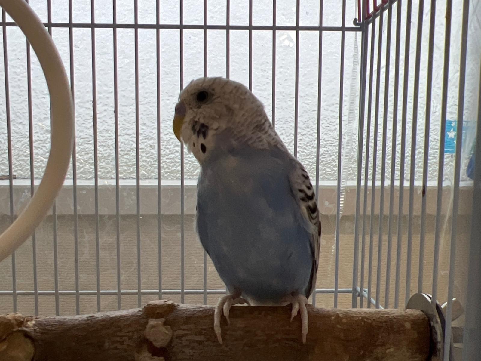 保護された鳥 保護された鳥