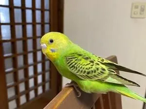 黄色と黄緑色の手乗りセキセイインコを探しています。