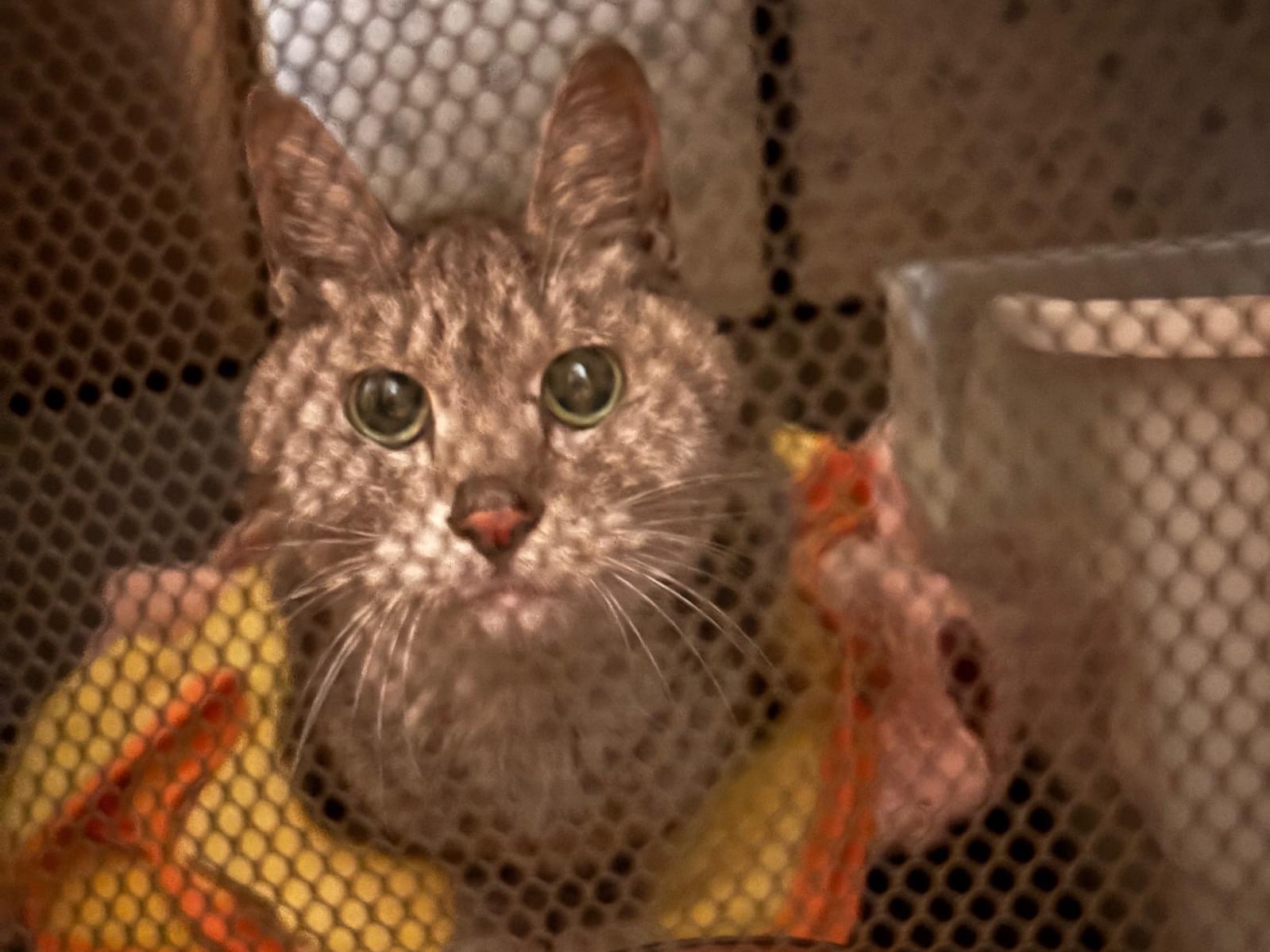 保護された猫 保護された猫