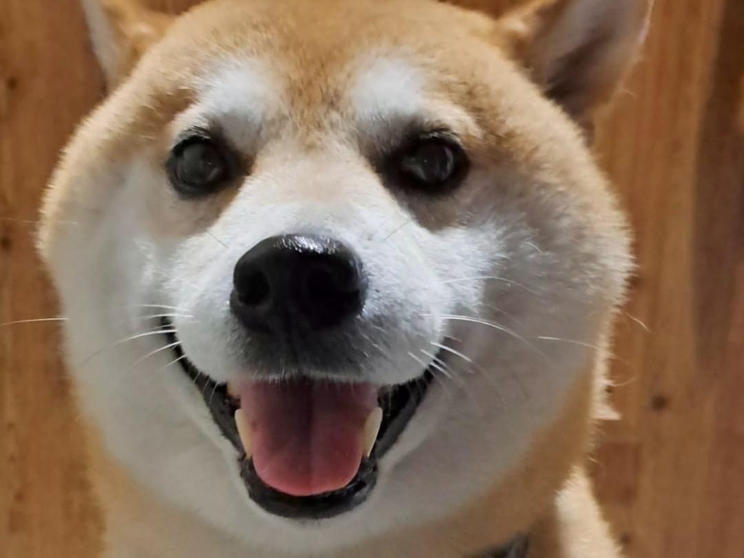 目撃された犬 目撃された犬