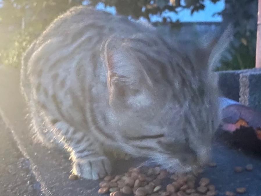 目撃された猫 目撃された猫