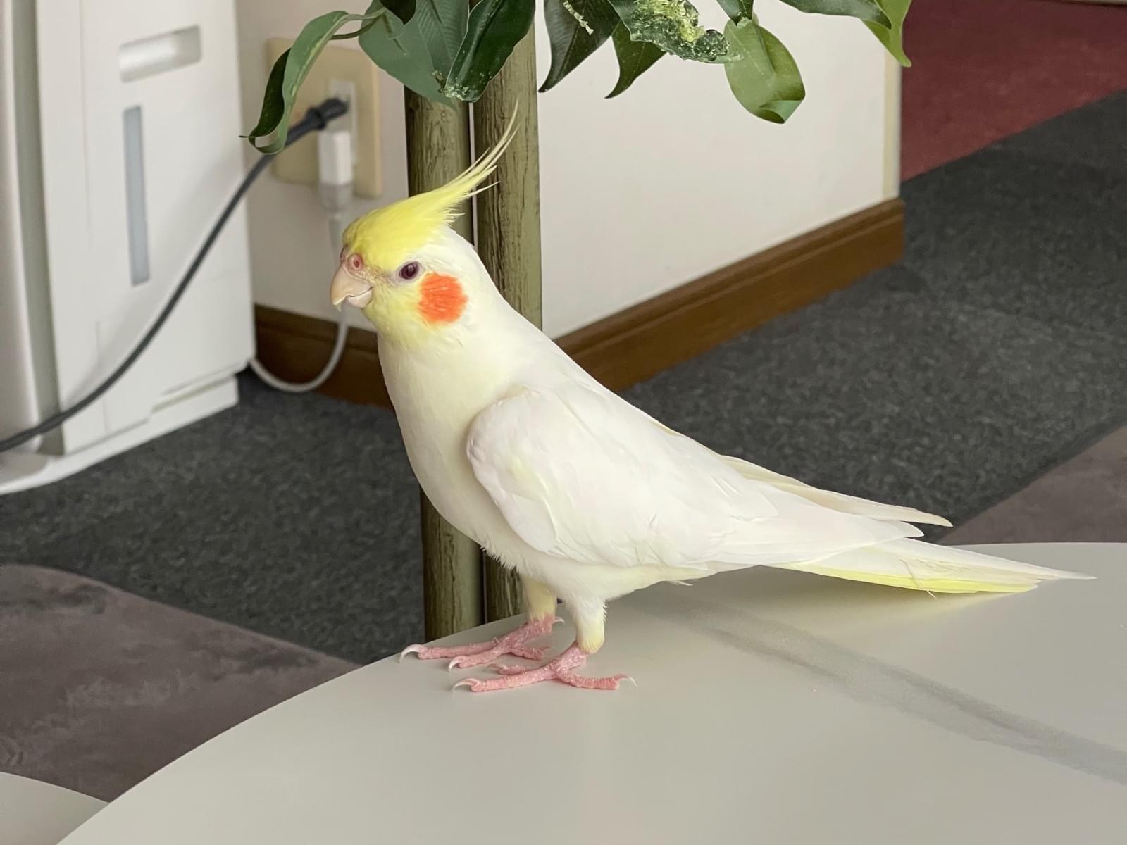 ほっぺたちゃん ほっぺたちゃん