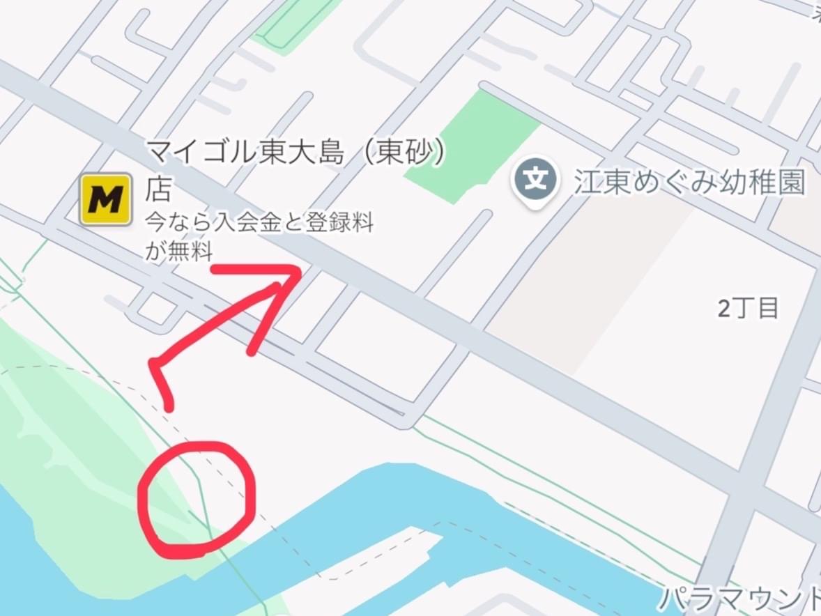 目撃された鳥 目撃された鳥
